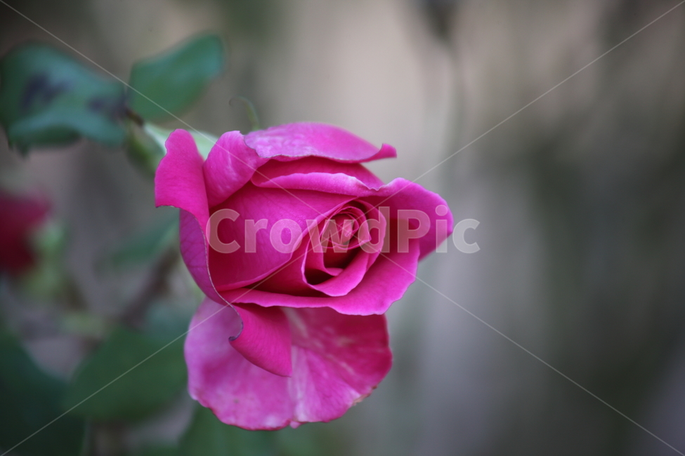 장미,꽃,식물,정원수,rose,식물,자연,plants,nature,꽃,flower
