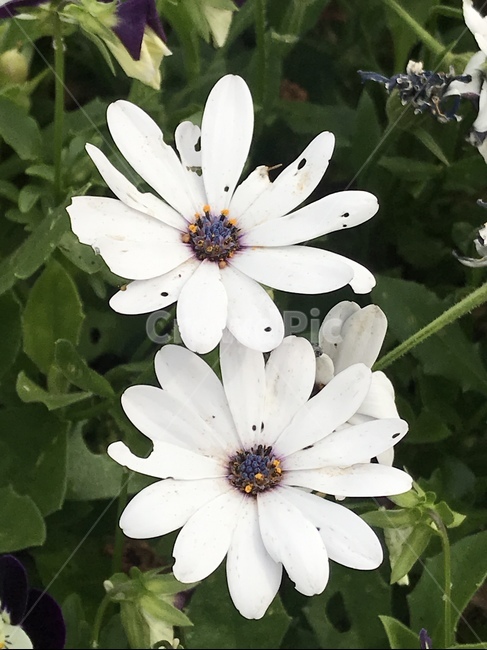 플라워,꽃,자연,flower,식물