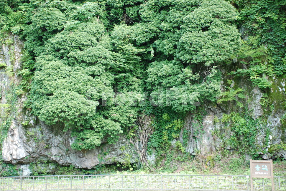 송악,담장나무,꽃말우정,꽃말신뢰,나무,덩굴,자연,풍경,nature,landscape,tree,plant,식물,vegetation,초목,bush,부시,conifer,구과 식물