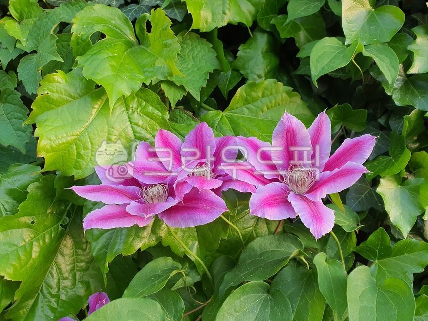 클레마티스,분홍,분홍꽃,flower,petal,꽃잎,으아리꽃,덩굴,담쟁이,화려한