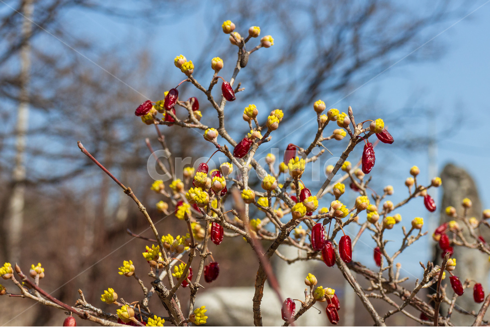 산수유,열매,체리,과일,봄,꽃,노란색,빨간색,클로즈업,식물,자연,plants,nature,과일,열매,fruit
