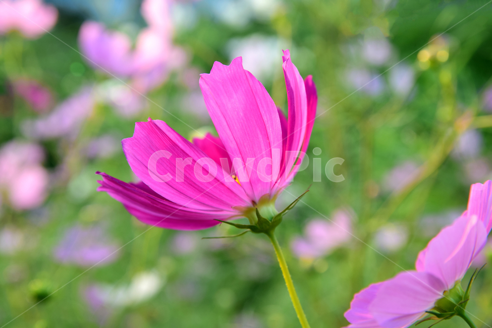 코스모스,코스모스꽃,꽃,가을,가을꽃,꽃받침,하늘,식물,국화과,꽃잎,cosmos,flower,fall,autumn,plant,blossom,flowercup,petal,식물,자연,plants,nature,꽃,flower