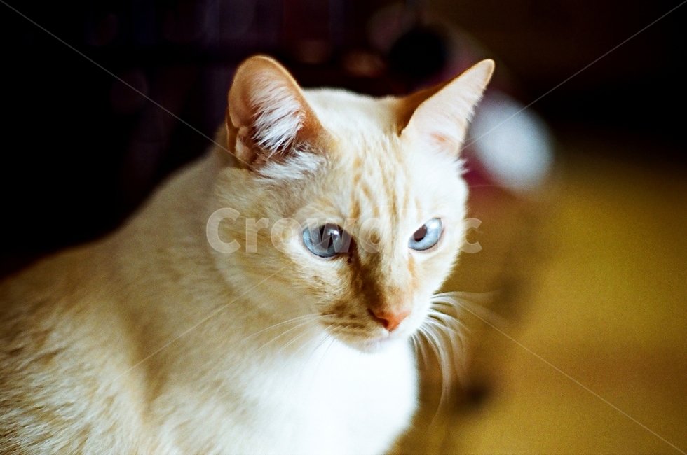 고양이,cat,동물,animal,mammal,pet,애완동물,반려동물,반려묘,샴,샴고양이,동물,animal,포유류,mammal,고양이,cat,kitten,kitty