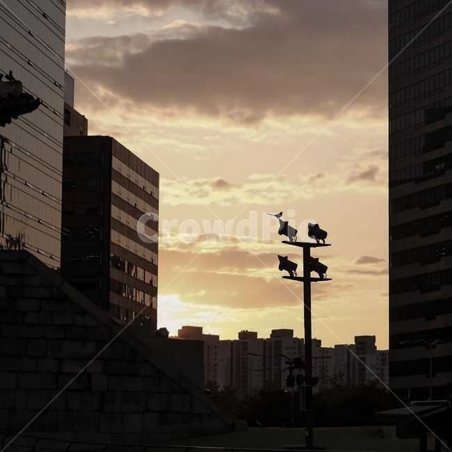 새,그림자,노을,일몰,sunset,bird,역광