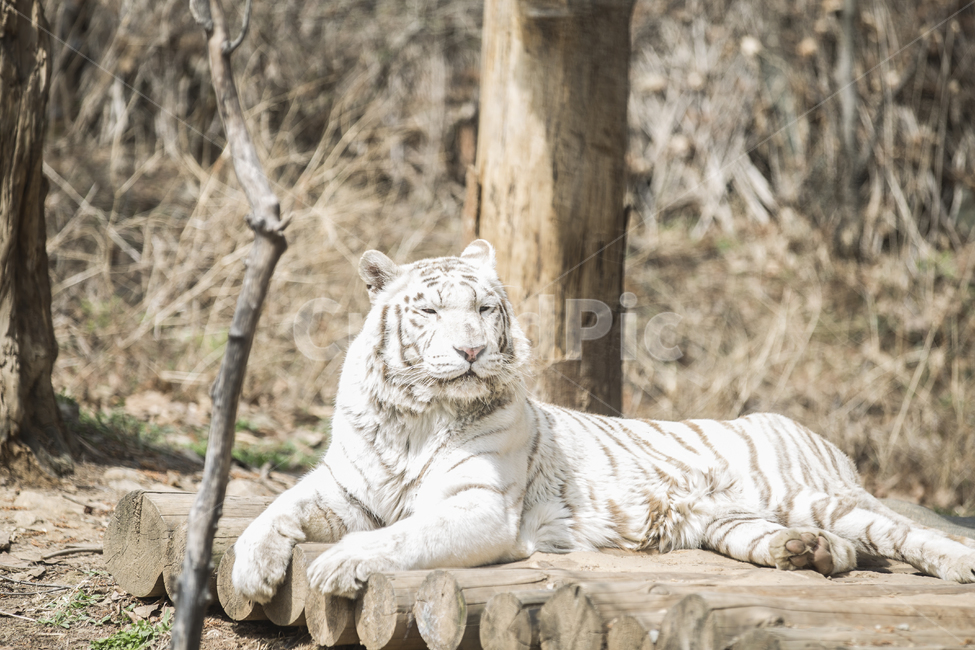 백호,백호랑이,맹수,동물,tiger,육식동물,애니멀,animal,whitetiger,savagebeast,사나움,야생동물,wild,동물,animal,포유류,mammal