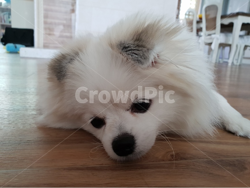 반려견,강아지,개,dog,반려동물,귀여움,섹시,애완동물,애완견,동물,animal,포유류,mammal,개,강아지,dog,doggy