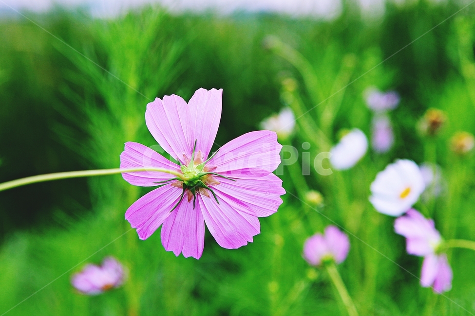 코스모스,꽃,꽃잎,들꽃,식물,가을꽃,가을,공원,자연,식물,자연,plants,nature,꽃,flower