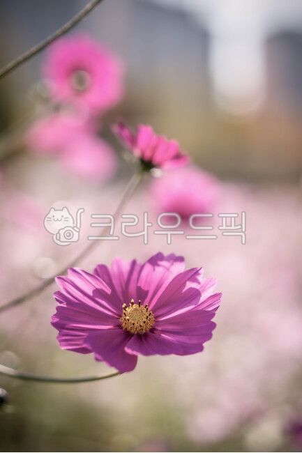 코스모스,가을,꽃밭,꽃,식물,plant,가을,계절,fall,autumn,season,식물,자연,plants,nature,꽃,flower