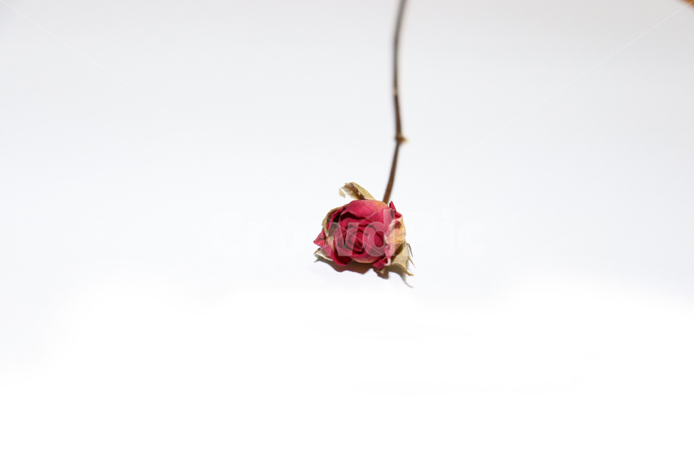 천일홍,장미,미니장미,꽃,드라이플라워,말린꽃,식물,자연,plants,nature,꽃,flower