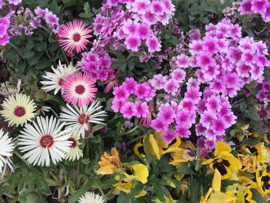 꽃,야생화,공원,산책,활짝,식물,자연,plants,nature,꽃,flower