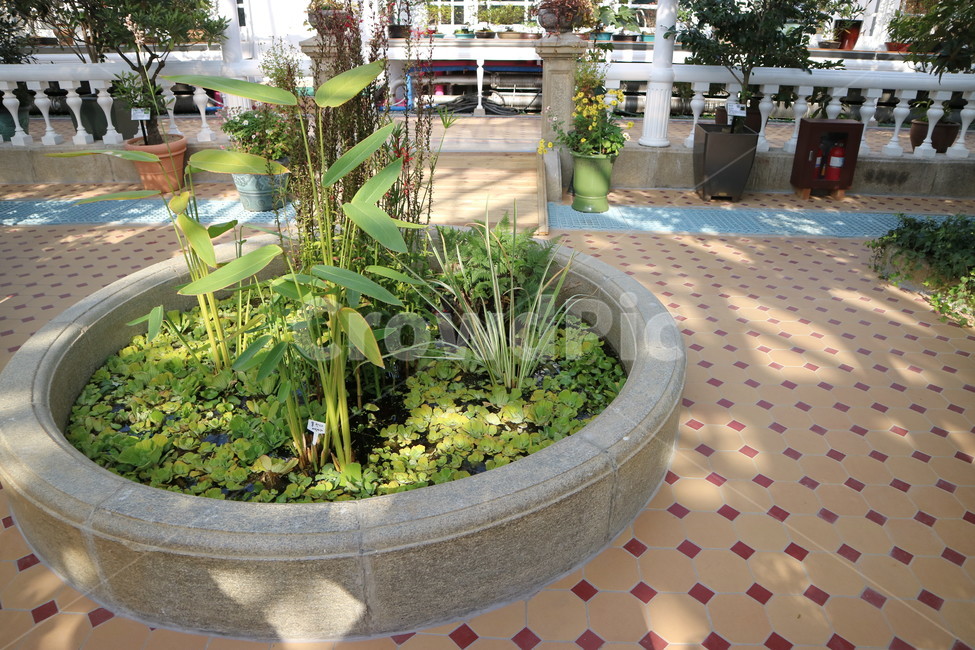 창경궁,대온실,창경궁대온실,내부,식물,나무,식물,자연,plants,nature