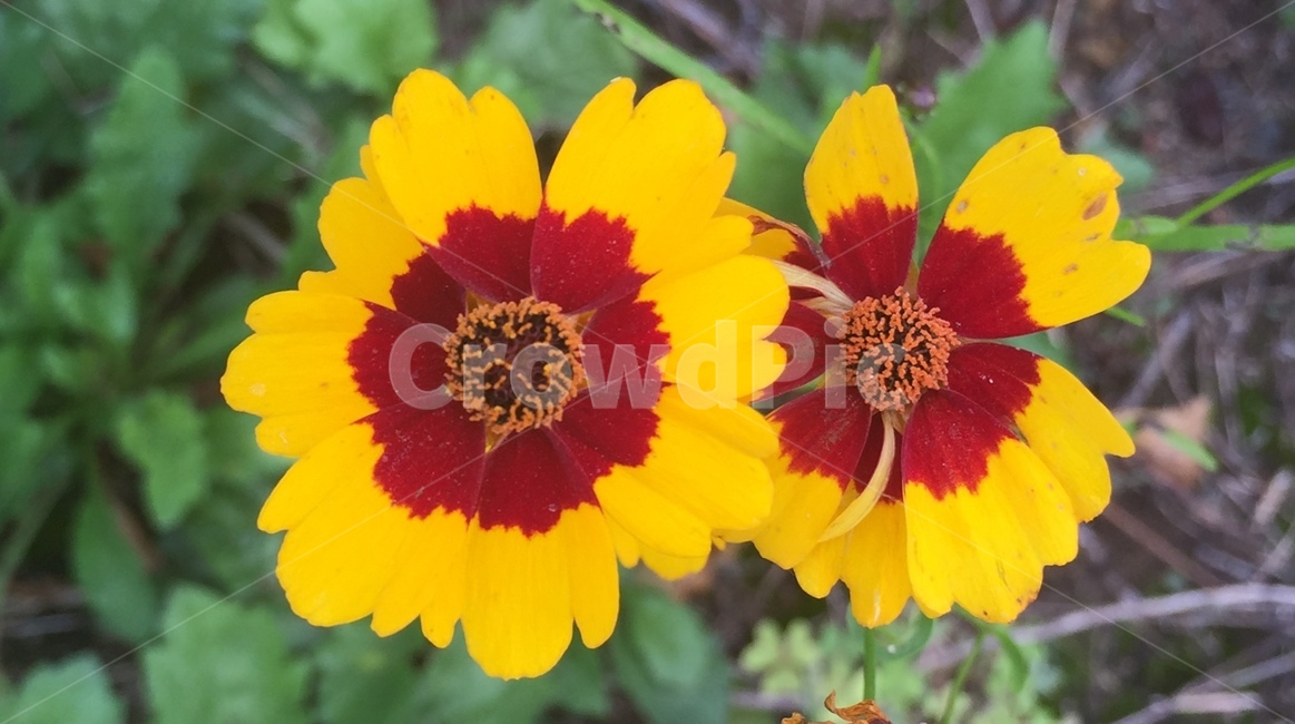 plant,식물,pollen,화분,노랑,꽃,노랑꽃,식물,자연,plants,nature,꽃,flower