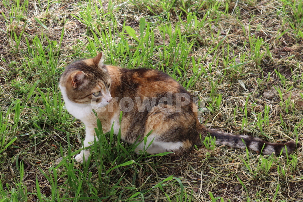 고양이,길고양이,잔디,길거리,자연,야생동물,cat,street,grass,동물,animal,포유류,mammal,고양이,cat,kitten,kitty