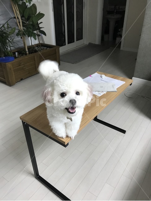 반려견,pet,비숑프리제,미니비숑,bichonfrise,동물,animal,포유류,mammal,개,강아지,dog,doggy