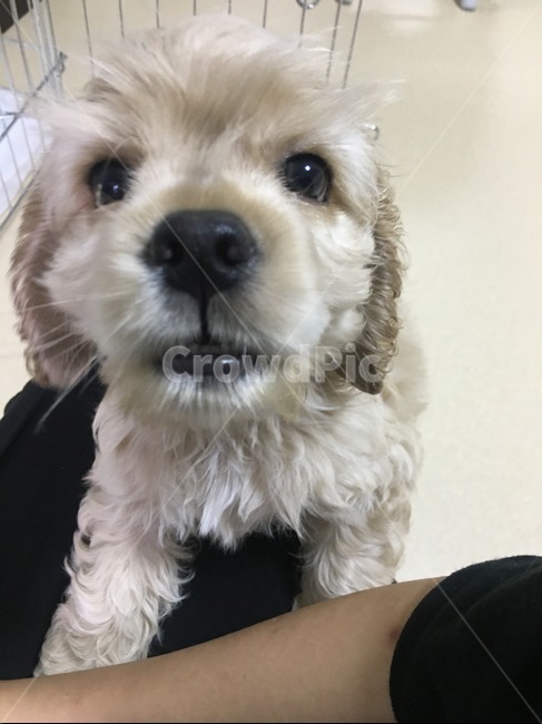 강아지,코카스파니엘,애견,아기강아지,개,동물,animal,포유류,mammal,개,강아지,dog,doggy