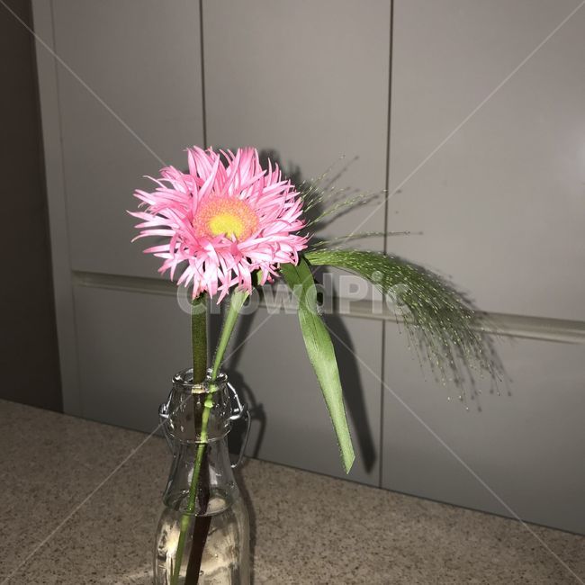 꽃,식물,plant,flower,장식,미술,art,vase,분홍꽃,pink,필름사진,플래쉬,식물,자연,plants,nature,꽃,flower
