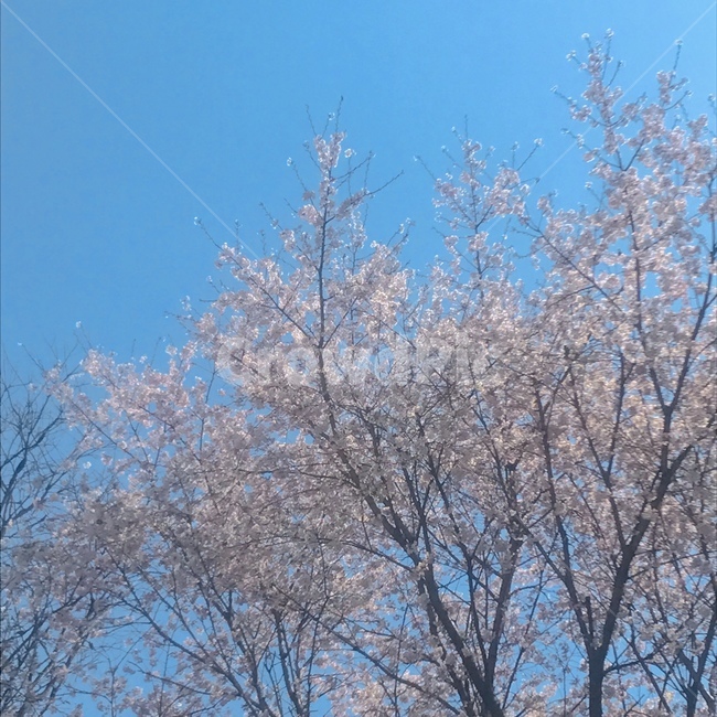 spring,봄,벚꽃,벚꽃축제,flower,cherryblossom,데이트,꽃놀이