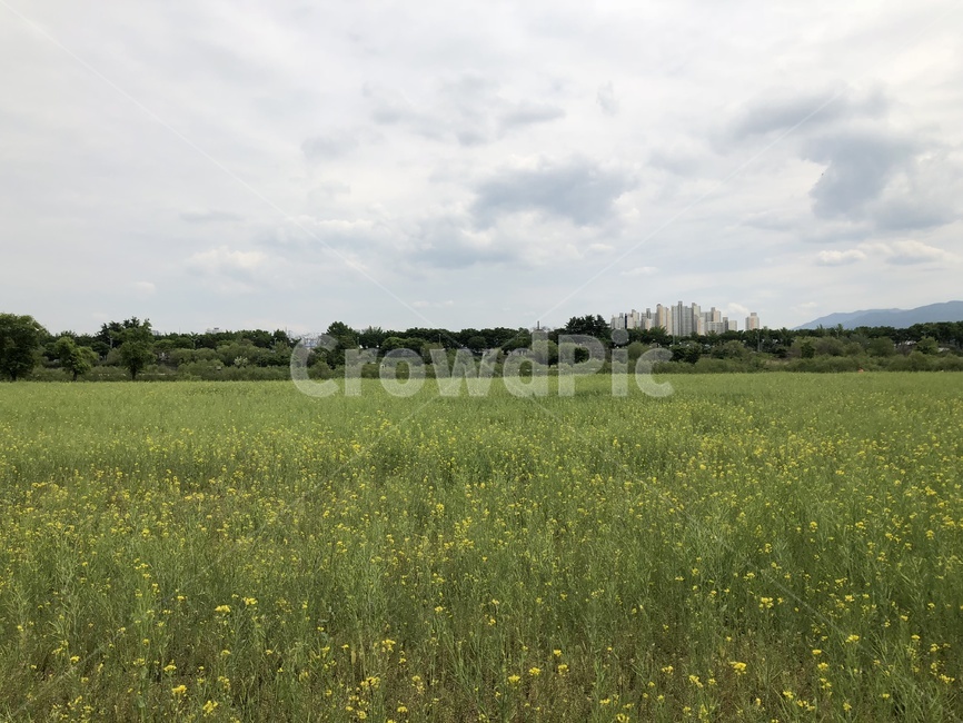 field,들,grassland,nature,자연,농촌,flowr,꽃,꽃밭,자연풍경,하늘