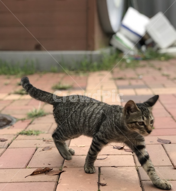 cat,동물,고양이,mammal,pet,포유류,animal,움직임,동물,animal,포유류,mammal,고양이,cat,kitten,kitty