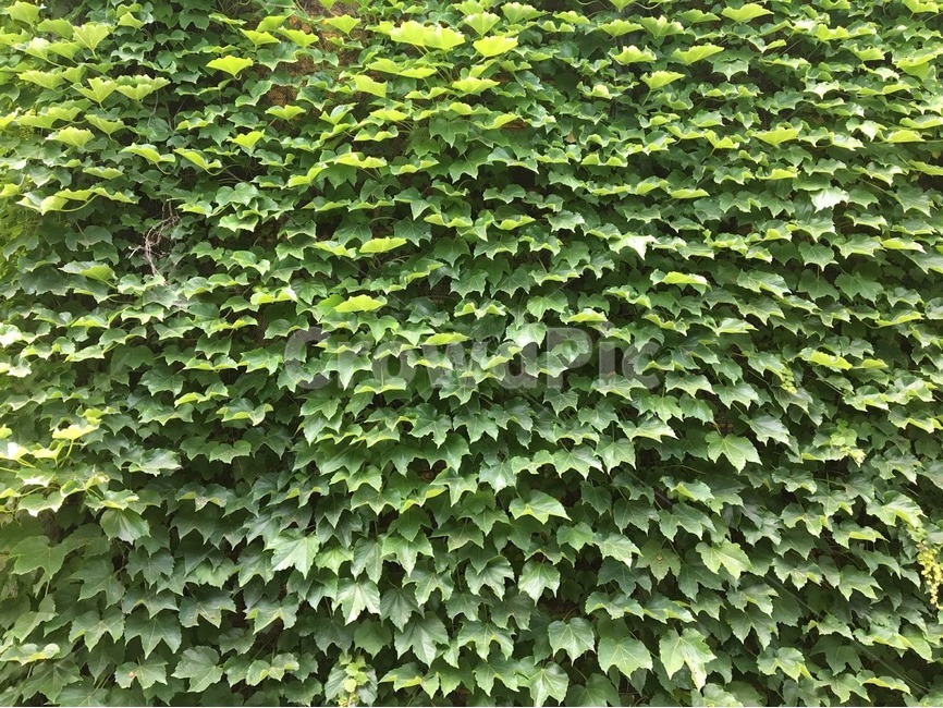 초록,나뭇잎,담쟁이,덩굴,시원함,싱그러움,식물,자연,plants,nature