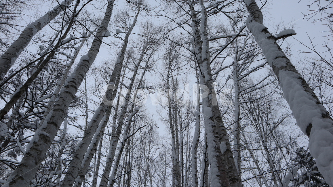 plant,식물,tree,나무,겨울,눈,snow,자작나무,홋카이도,일본,나무줄기,겨울,계절,winter,season,자연,풍경,nature,landscape