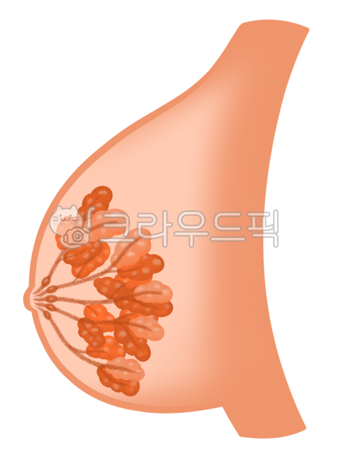 유방,신체,여성,여자,몸,유륜,유선