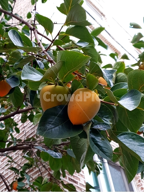 가을,감,대봉시,가을풍경,감나무,식물,자연,plants,nature,나무,trees,wood,과일,열매,fruit