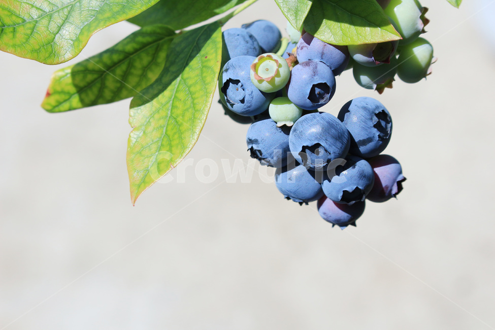 블루베리,블루베리열매,블루베리과일,블루베리재배,블루베리농사,과일,열매,fruit,농업,농사,agriculture,farming,farming industry