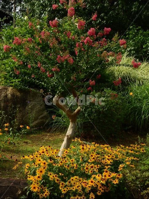 배롱나무,나무,식물,꽃,자연,꽃,flower,나무,trees,wood