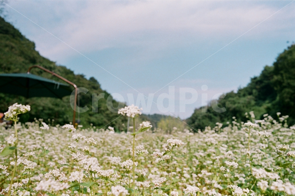 가을,하늘,메밀꽃,메밀,꽃,감성사진,자연,풍경,nature,landscape,식물,plants,꽃,flower,감성,sensible,feeling,plant,blossom,daisies,데이지,daisy
