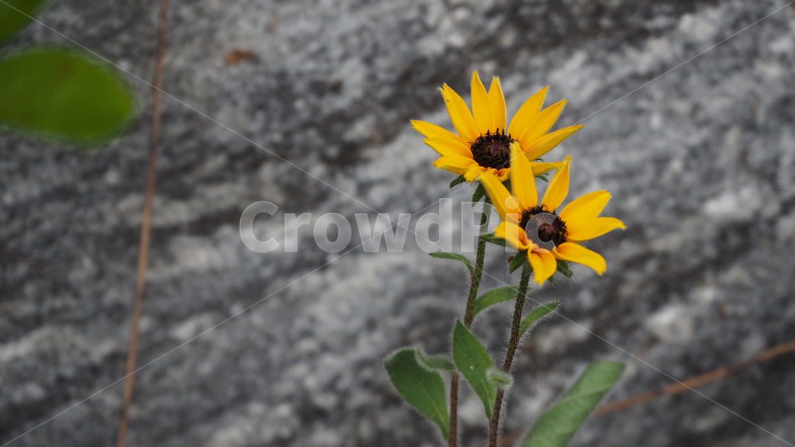 야생화,꽃,노란색,wildflower,flower,yellow