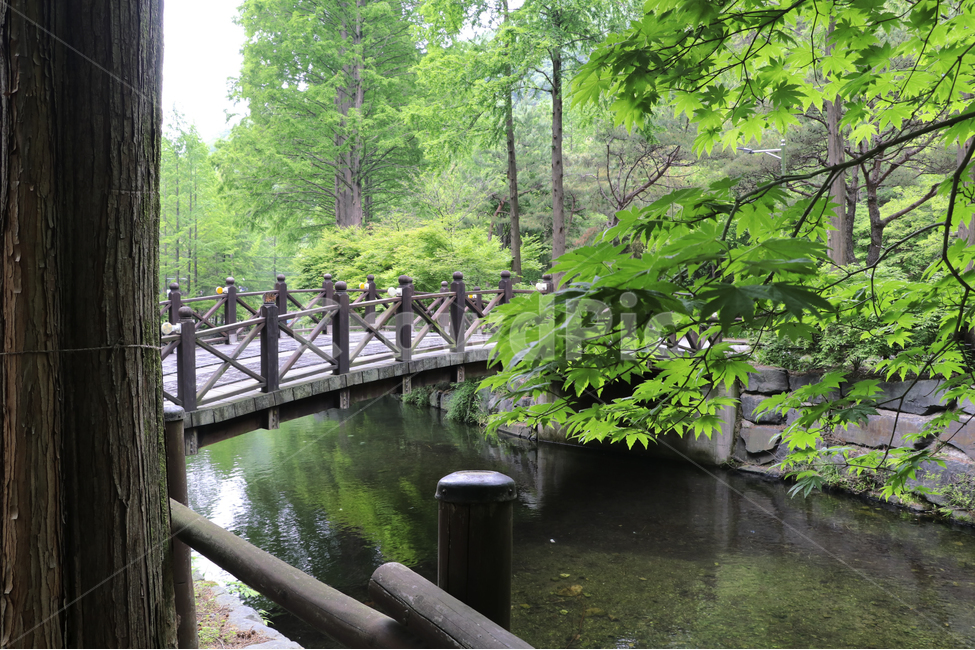 휴양림,계곡,수목원,물,숲,숲길,다리,자연,풍경,nature,landscape,water,outdoors,옥외