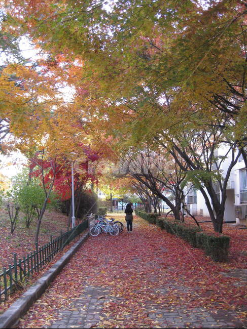 outdoors,야외,낙엽,가을,단풍,자전거,나무,빨강,주황,노랑