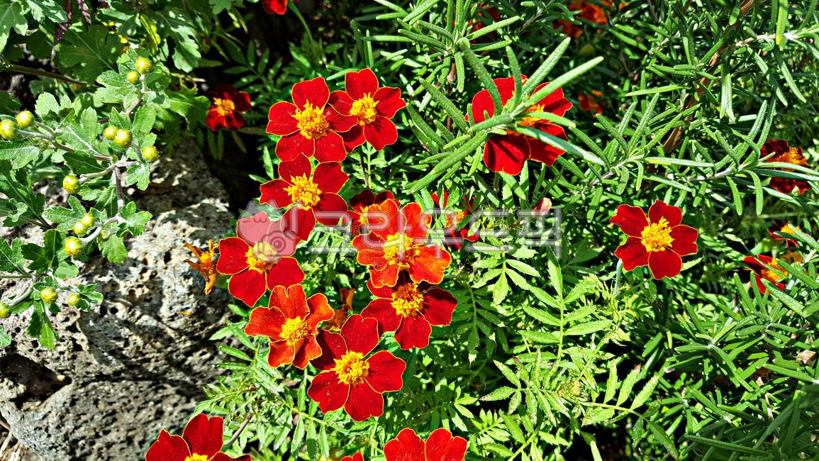 Cheonsu Guk,marigold,plant,mansu guk,flower