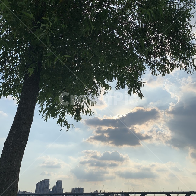 구름,나무,자연,하늘,cloud,tree,sky