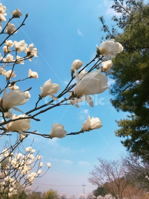 목련,나무,목련나무,봄,꽃나무,하얀꽃,목련꽃,magnolia