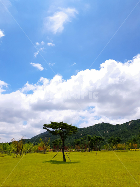 하늘,소나무,구름,해,풍경,자연,풍경,nature,landscape,grassland,목초지,field,들,outdoors,옥외