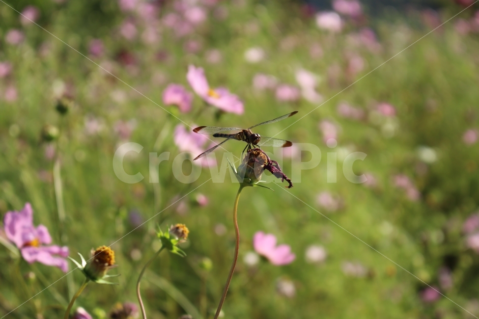 잠자리,가을,코스모스,곤충,꽃,자연,bug,nature,animal,flowers,fall,dragonfly,가을,계절,fall,autumn,season,식물,자연,plants,nature,꽃,flower,동물,animal,곤충,벌레,insect,bug