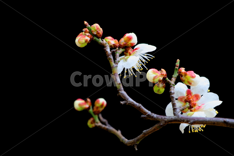 매화,벚꽃,봄꽃,예쁜꽃,아름다운꽃,봄,계절,spring,season,식물,자연,plants,nature,꽃,flower,plant,blossom
