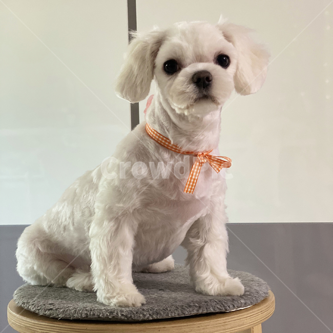 말티즈,animal,귀여운,사랑스러운,작은,소중한,background,cute,dog,pet,puppy,ribon,small,white,young,동물,animal,포유류,mammal,개,강아지,dog,doggy