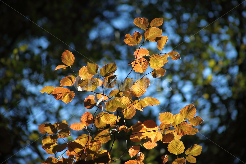 단풍,잎,식물,가을,redleaves,가을,계절,fall,autumn,season,leaf,plant,veins,정맥
