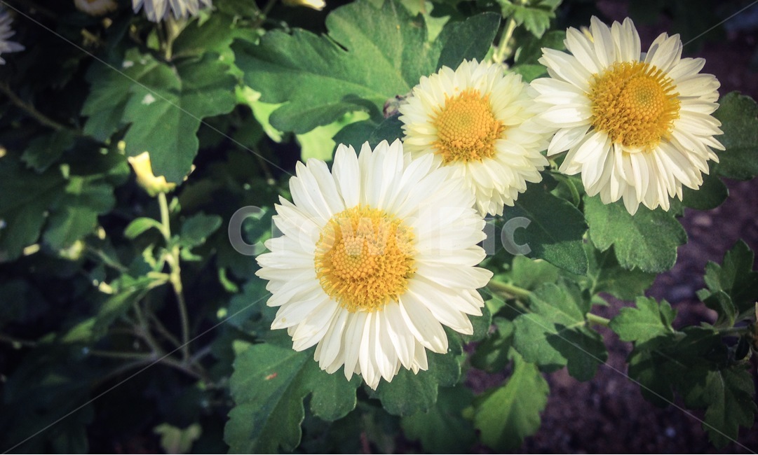 plant,식물,blossom,daisies,flower,꽃,daisy,데이지