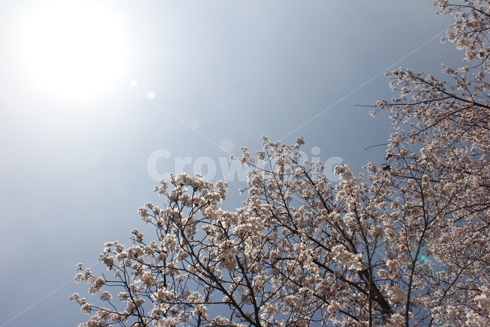 벚꽃,순결,절세미인,봄꽃,봄,벚꽃나무,벚꽃하늘,벚꽃풍경,꽃,봄,계절,spring,season,plant,식물