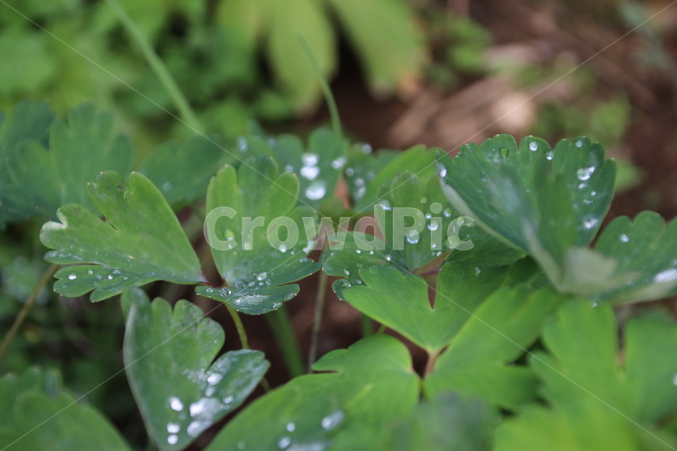 자연,풍경,꽃,감성,무보정,식물,자연,plants,nature