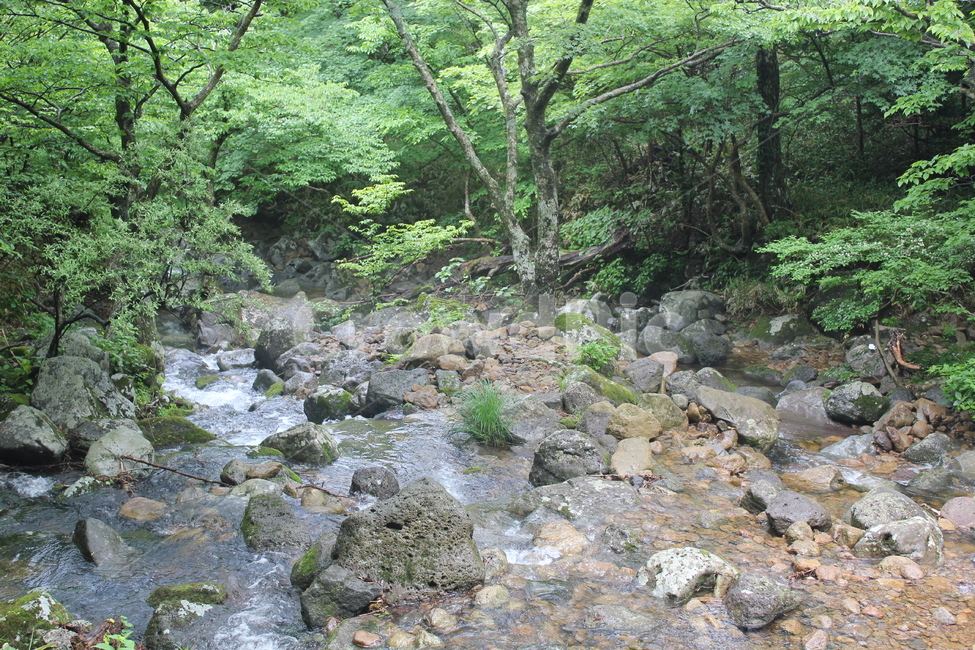 나무,자연,산,경관,식물,자연,풍경,nature,landscape,water,물,outdoors,옥외,creek,작은 만,stream,흐름