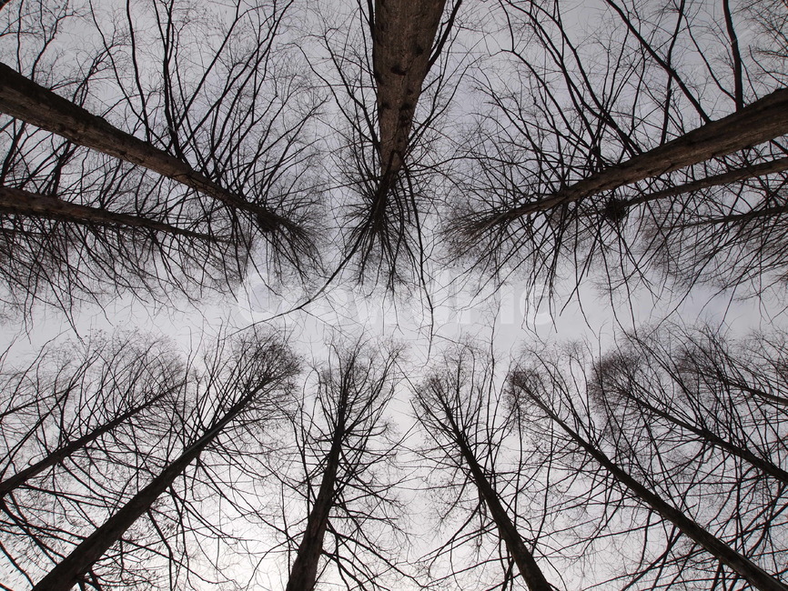 나무,자연,몽환적,감성,슬픔,흑백,tree,nature,feeling,감성사진,우울