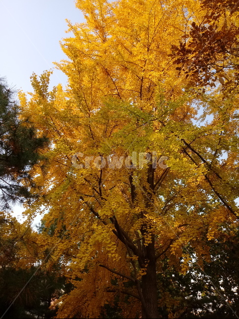 가을,단풍,낙엽,maple,plant,식물,단풍나무,단풍잎,leaf,잎,tree,나무,계절,fallautumnseason,가을단풍,자연,풍경,경치,가을,계절,fall,autumn,season,식물,자연,plants,nature,나무,trees,wood
