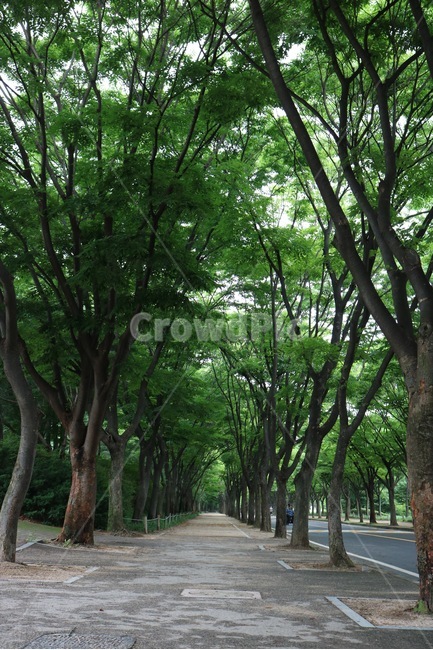 나무,길,자연,초록,tree,ki,road,michi,nature,green,midori,자연,풍경,nature,landscape,outdoors,옥외,garden,정원,arbour,정자,plant,식물