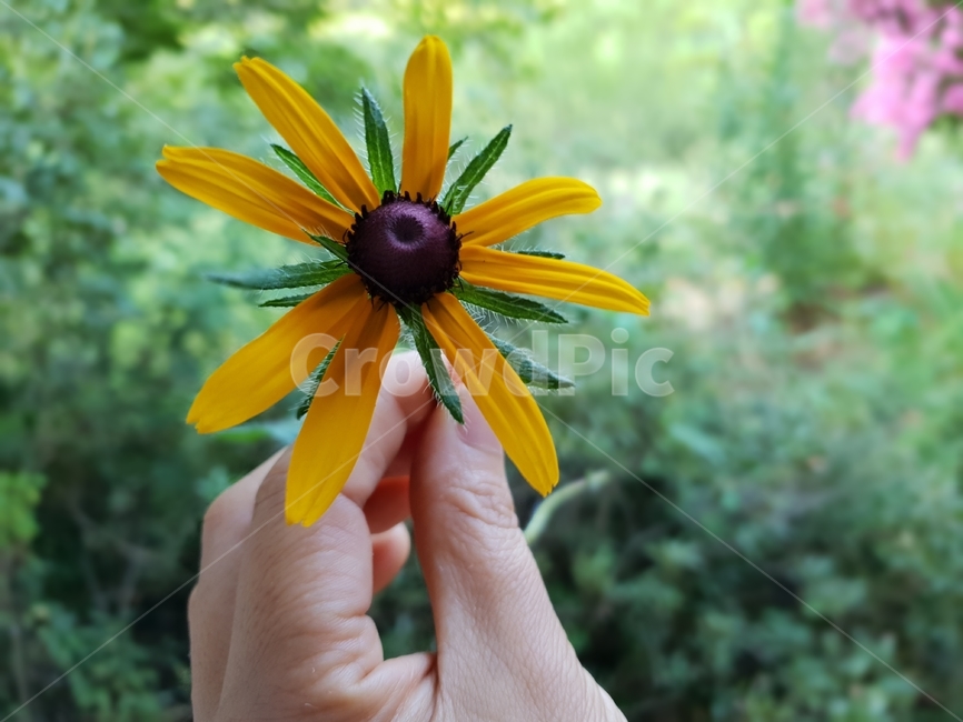 루드베키아,꽃,식물,자연,노랑색,그린,여자손,plants,nature,green,flowers,식물,자연,plants,nature,꽃,flower,사람,인물,인간,human,person,신체일부,몸,body