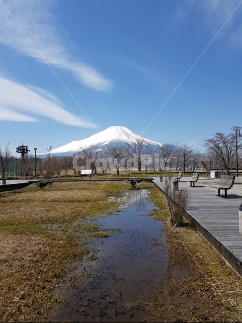후지산,눈덮힌후지산,후지산호수,후지산야마나카호,겨울후지산,파란하늘,맑은하늘,구름,산,물,눈,눈산,나무,겨울산